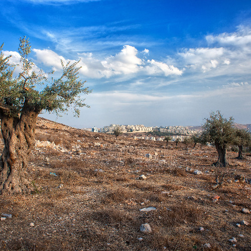 Olive trees, from the river to the sea palestine will be free