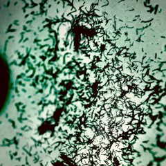 Everybody - The Consequences // Cut Zero