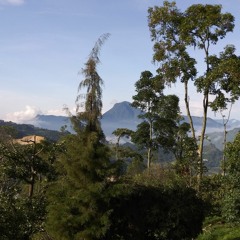 herraduras