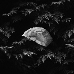 TurtleStep