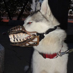 Husky (try1thing x ocelot)