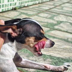 Lucy (Bingo Bingo Baby) Slowed Reverb