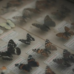 feral rat anthem (hospital bracelet cover)