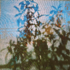Hazelwood - Shadow Dance (Jan 2025)