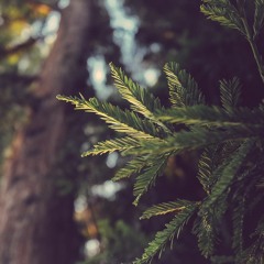 EarthboundForest2