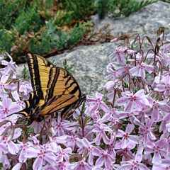 Flowers and Interruptions
