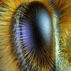 Buzz Buzzz - Scatman PX