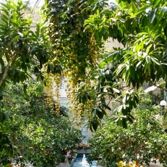 Through the Trees