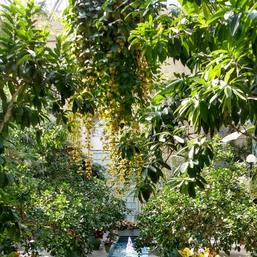 Through the Trees