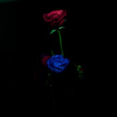 Perylian - Roses Of Innocence