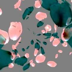 Petals Fall (naviarhaiku432)