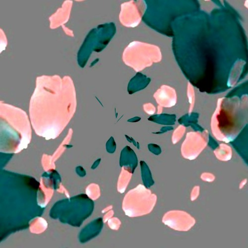 Petals Fall (naviarhaiku432)