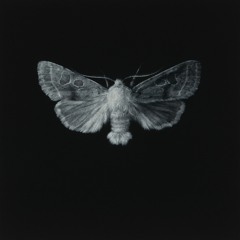 Acris - Moth