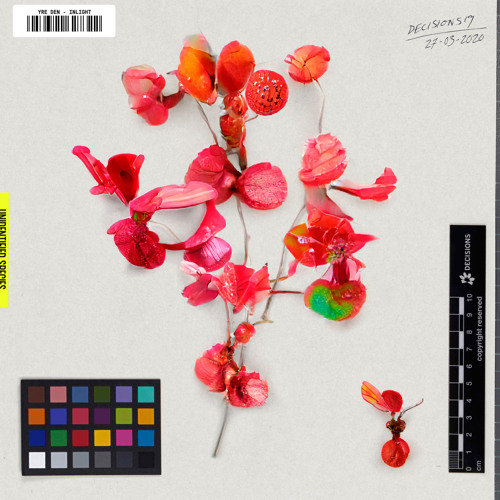 Premiere: Yre Den 'Inlight'