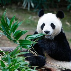 🐻‍❄️Dập Bass : Ông Tâm Lơi