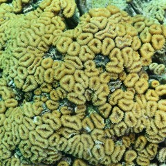 DJ Premier - The Bullshit (instrumental)