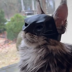BATCAT