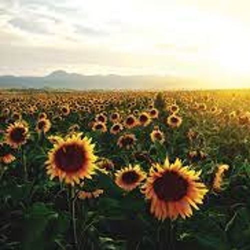 Sunflowers | prod. by ClassE Beats