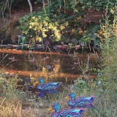 Monguus Beauty Channel - Psychedelic Ducks  Experimental Organic Techno