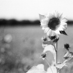 Pampália - ukážka