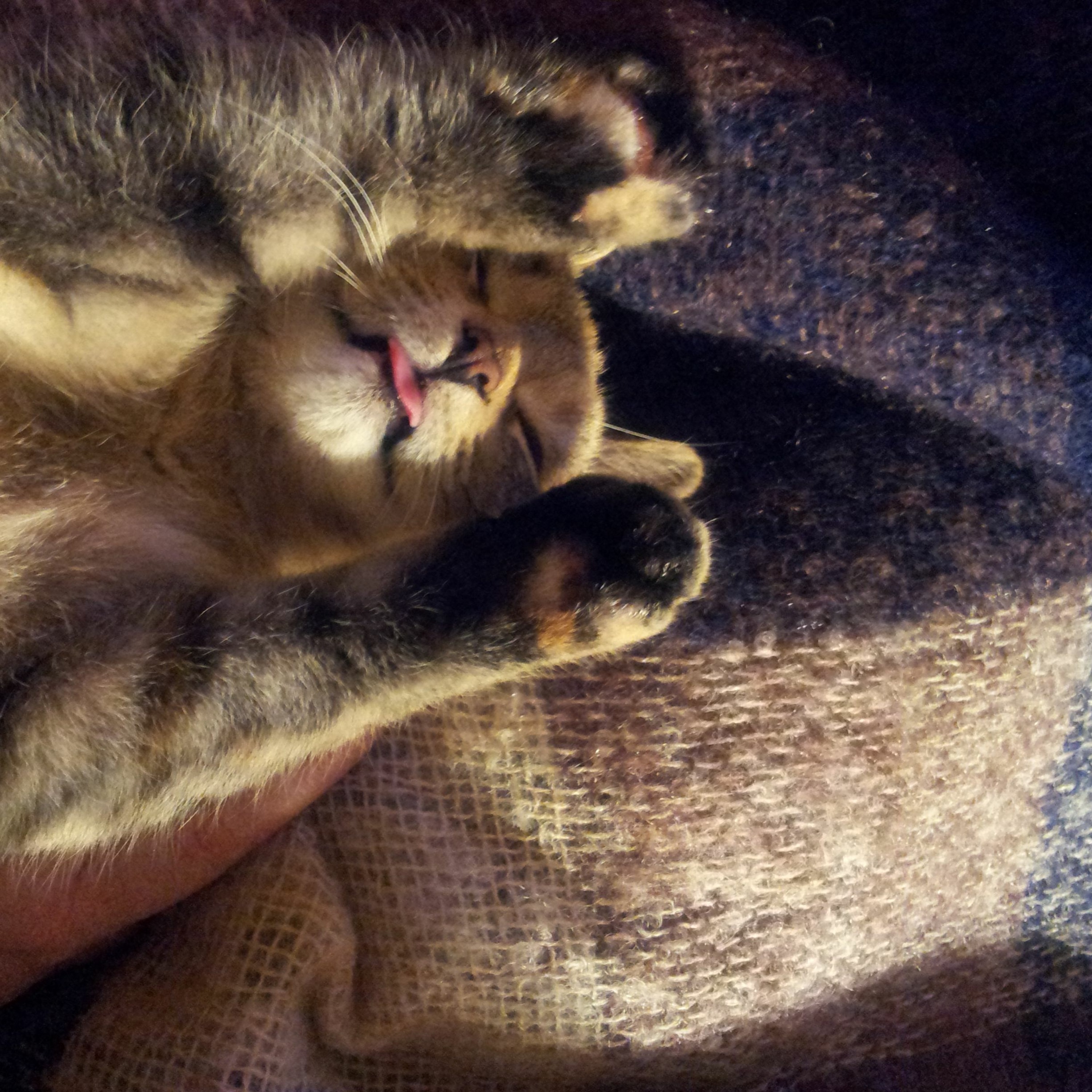 Goodnight Gracie