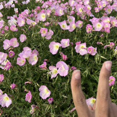 this gonna throw them off 2 prod p soul