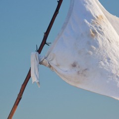 White flag - slow Cover version
