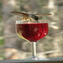 pour wine hold on tight fly towards birds of sky