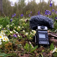 Dawn Chorus at Leith Hill, Surrey