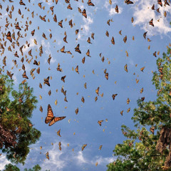 the warmth of butterflies kissing