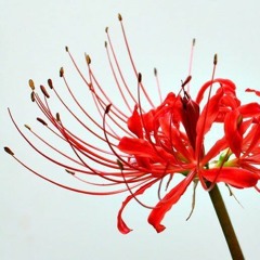 Spike's Lycoris Radiata Orchestrated