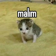 tam bir aptalsin(malsin)