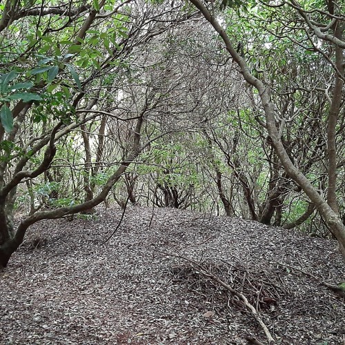 O Que Eu Na Floresta Via | 𝗙𝗼𝗿𝗲𝘀𝘁 𝗙𝗲𝗲𝗹𝗶𝗻𝗴𝘀 (𝗽𝗮𝗿𝘁 𝟮)