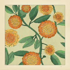 calendula (with fakename)