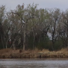 they took down the trees