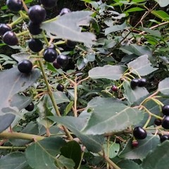 david bowie - life on mars (aurora's version)  / karaoke version