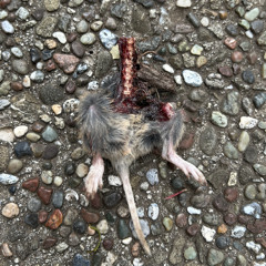 Two Glistening Black Mice