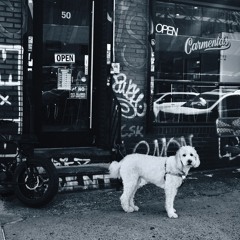 somethings happening in bushwick [005]