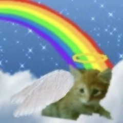 videos de gatos 2020