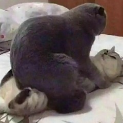 Hot Freaks ~ I Want To Be Your Boyfriend (Speed Up / Nightcore)