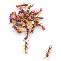 Ant Sessions VOL4 2020 - 07 - 25