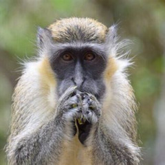Review Special Price Barbados Island Tour Monkey Feeding Swimming With The Turtles
