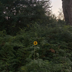 Full - Bông Hoa Nở Muộn - Quang Hiếu Mix.mp3