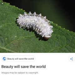 beauty will save the world