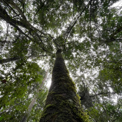 Forests