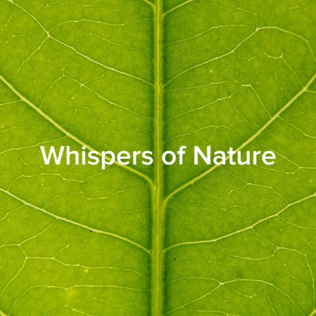 Stream Breath of Green by mmmstudio | Listen online for free on SoundCloud