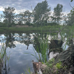 Marsh Frogs - SASS, Rzeszow, Poland. May 2025