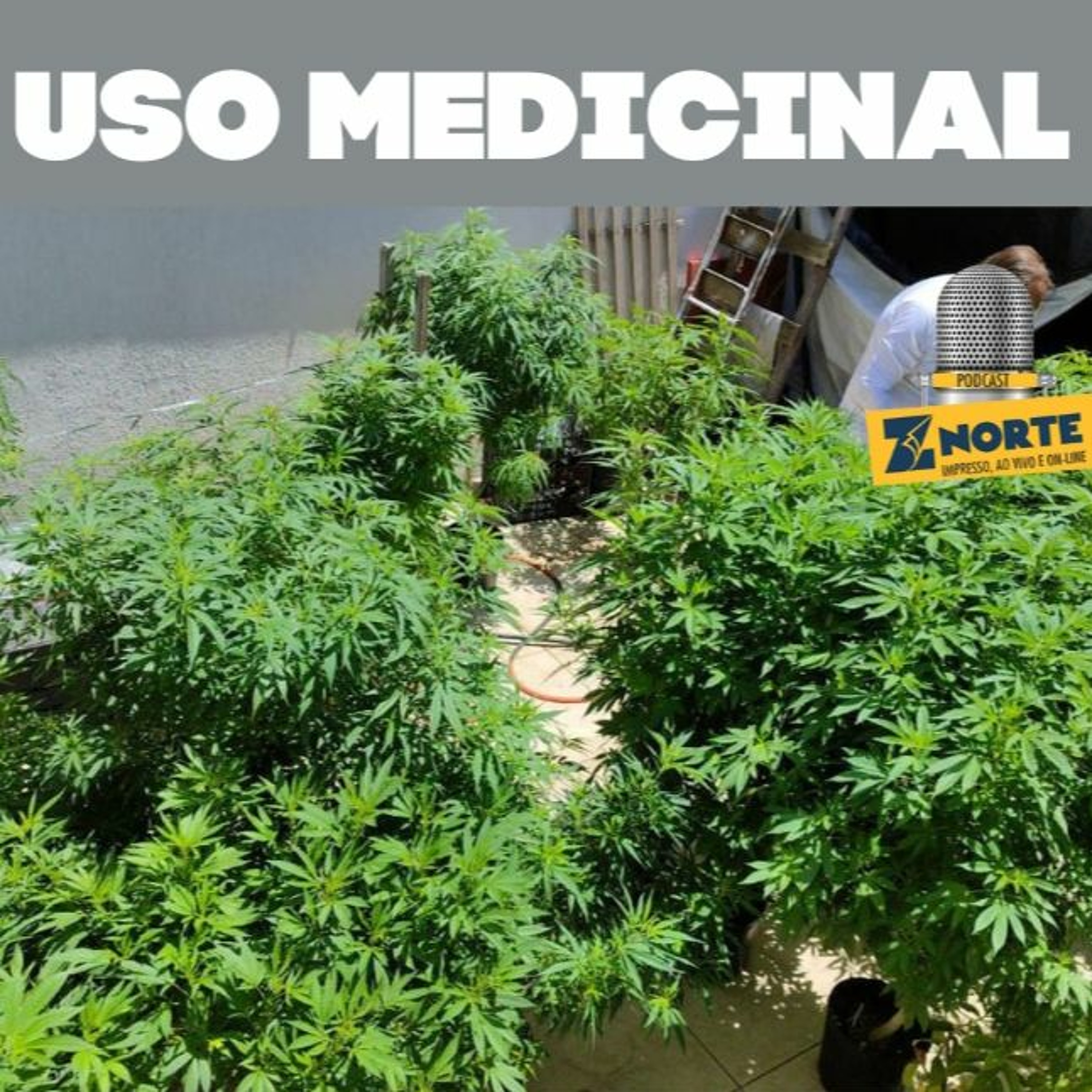 Fornecimento de medicamentos à base de Canabidiol. Em Sorocaba, como está o andamento do Projeto?