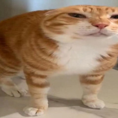 yuh z