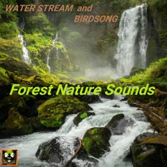 Forest Nature Sounds | Gently Rushing Creek & Birdsong During The Day